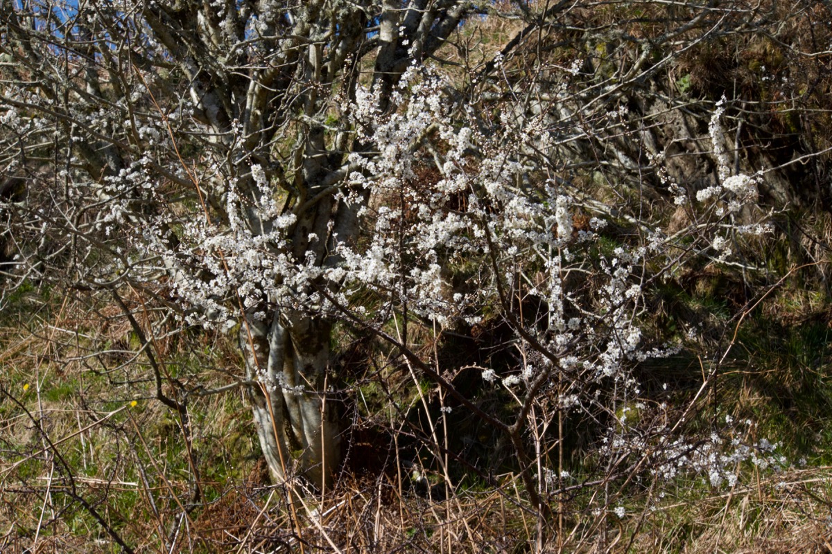 Blackthorn the darkest wood The Hazel Tree