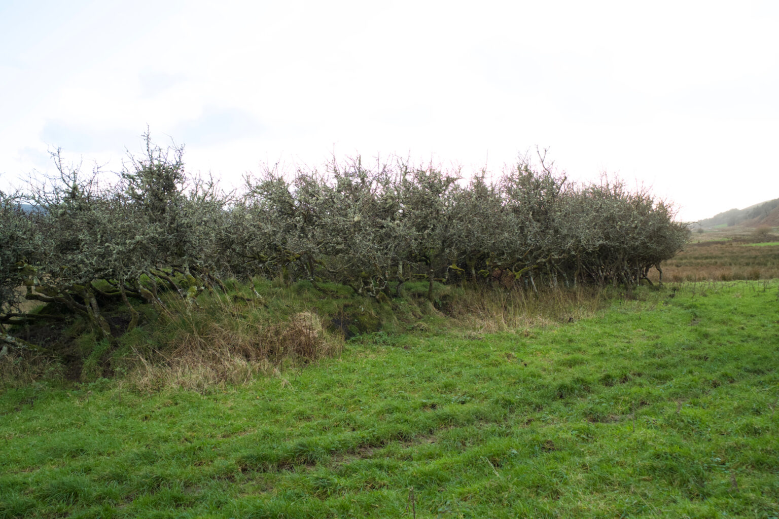 Blackthorn the darkest wood The Hazel Tree