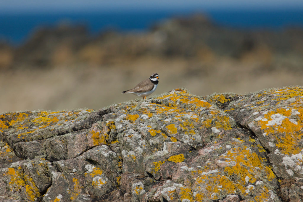Iona: Dun I and the Well of Eternal Youth – The Hazel Tree